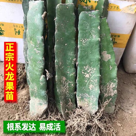 平和县 四季火龙果苗地栽红肉火龙果树苗南北种植红心火龙果苗