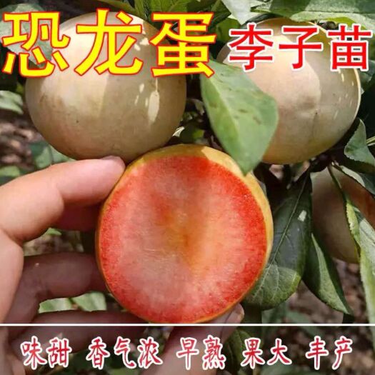 平邑县 恐龙蛋李子苗  嫁接苗 口感好 易成活 南北方均可种植