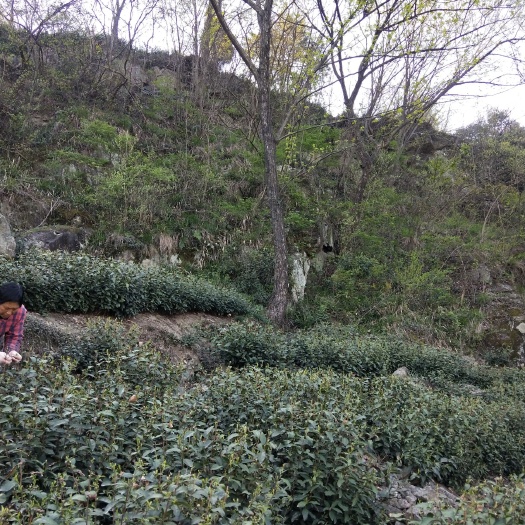 固始县 信阳毛尖旱茶预定
