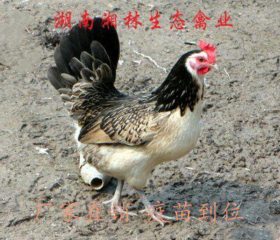 衡阳县鹊山鸡苗1日龄混合鸡苗 出壳健康新鲜发货 成活率达95%