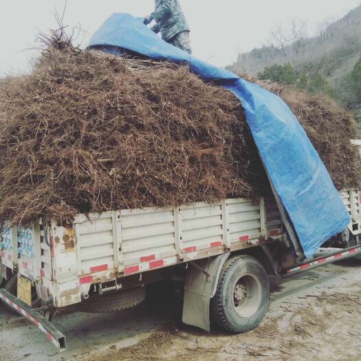 灵宝市 产地直销  红油香椿苗  现货直供