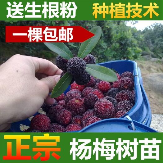 沭阳县 正宗嫁接东魁杨梅树苗六月红嫁接杨梅苗南方北方种植盆栽果树苗
