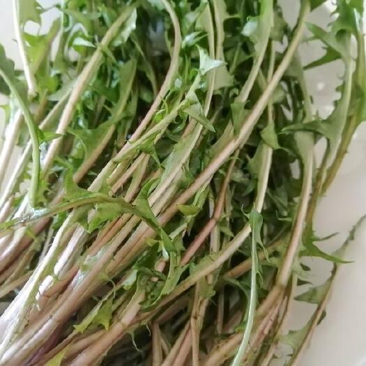 沧县蒲公英菜 新鲜蒲公英