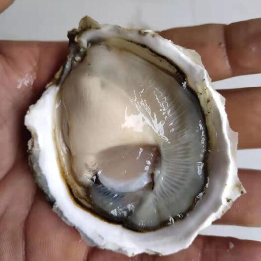 漳浦县 福建生蚝产地供应