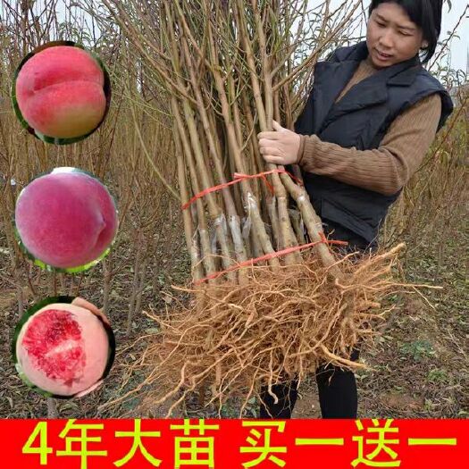 平邑县 嫁接桃树苗地栽特大新品种水蜜桃当年结果南北方种植果树苗早晚熟