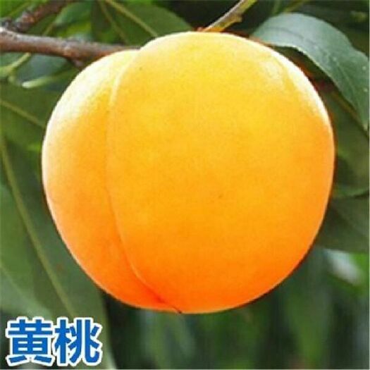 平邑县黄金冠黄桃苗 1~1.5米