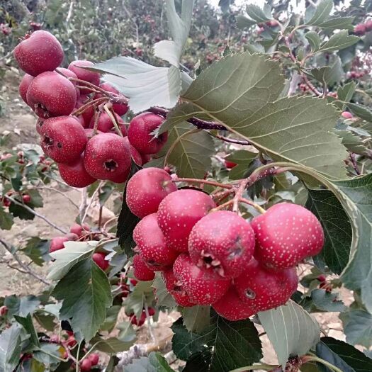 平邑县苹果梨种苗 精品苗木,价格性感.常年供应各种苗木.良心品质,欢迎下下单.