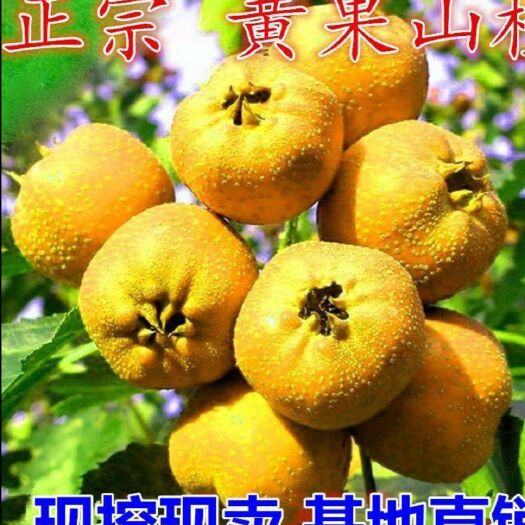 平邑县黄果山楂树苗 黄金甜山楂苗嫁接山楂苗 基地直销现挖现卖全国包邮保真保挂果