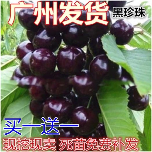 广州 车厘子苗嫁接樱桃苗果树苗盆栽地栽樱桃树苗南北方种植苗当年结