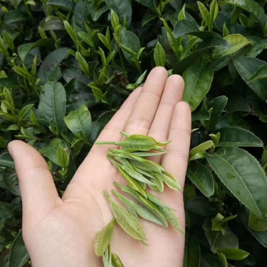 昭平县炒青茶 农家土妹，自家种植的十年老树2020年春茶上市，欢迎大家品尝