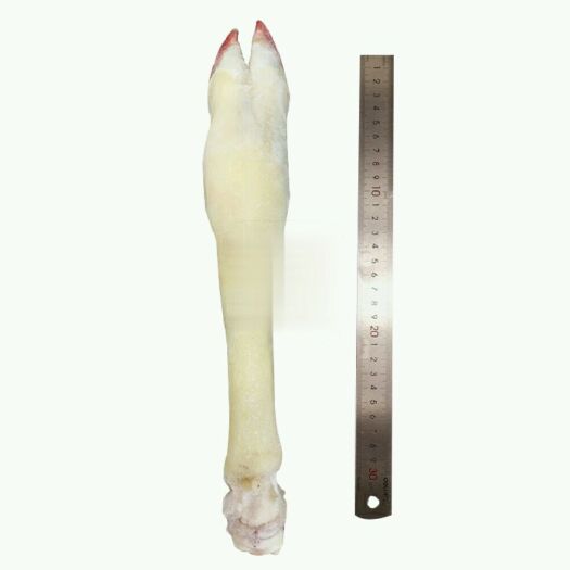 广州 羊蹄10kg/件