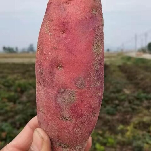 陆丰市红心红薯 广东陆丰沙地大叶红红心蜜薯，新鲜现挖，带箱五斤装支持一件代发