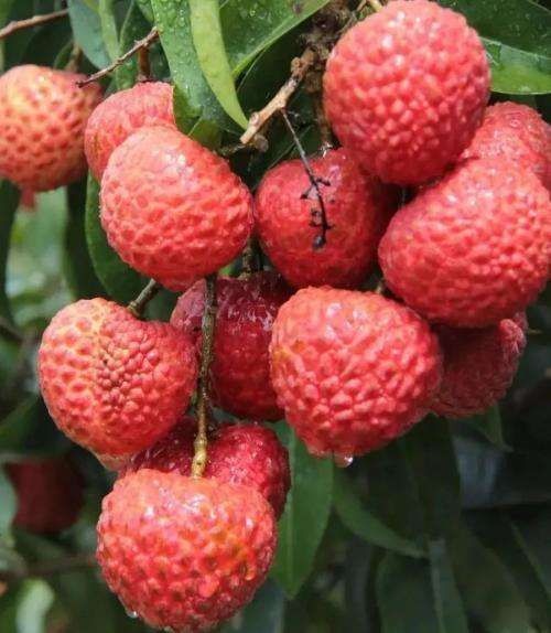 文昌市 妃子笑荔枝大量供应