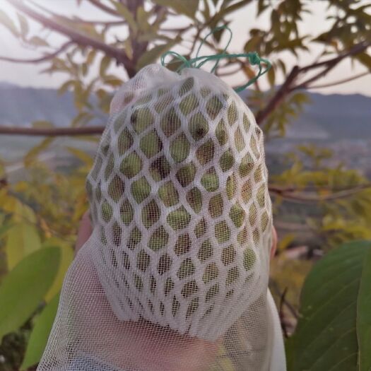 广州 牛奶释迦果 国家五级森林公园 
650-750g  包邮