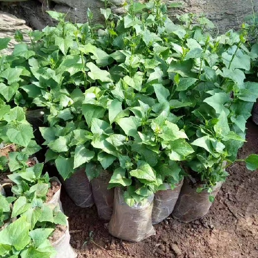 临朐县 精选优质佛手瓜苗，龙须菜苗
