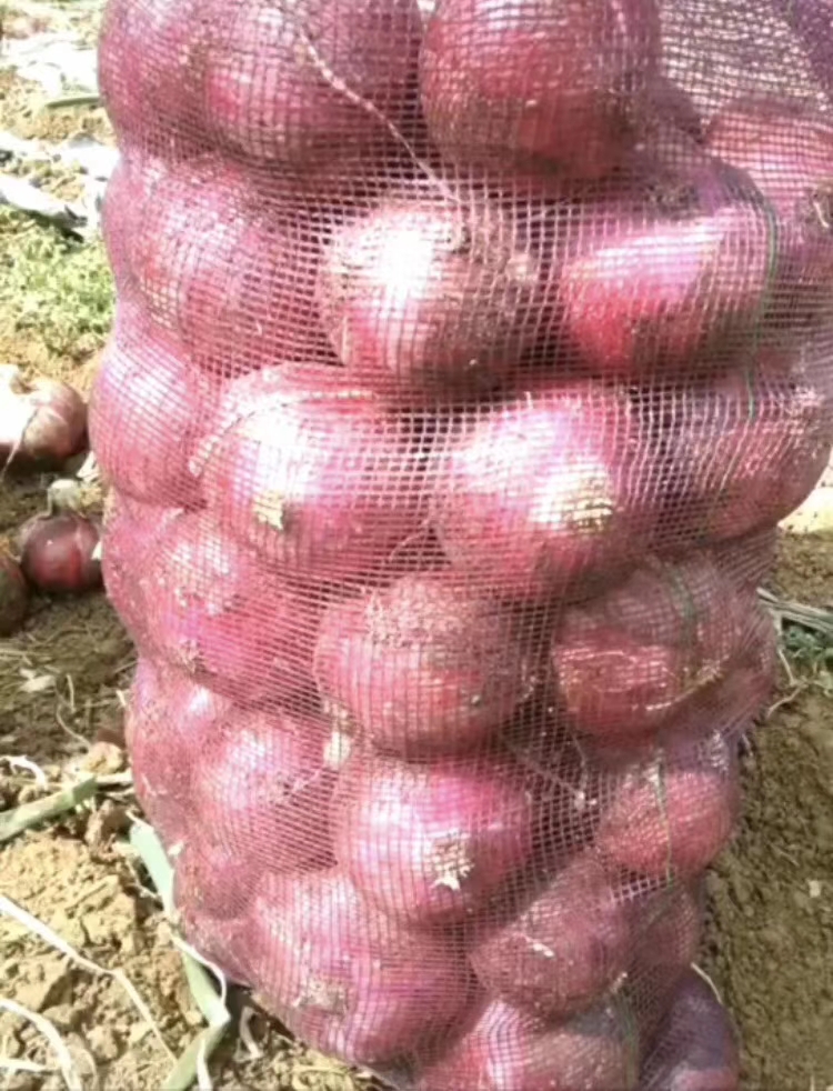  红皮洋葱
