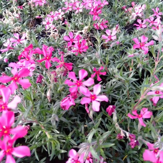青州市丛生福禄考 大量供应福禄考(芝蘡)，质量非常好，一手货源，基地直发