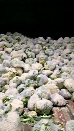 沛县白花菜花  万亩蔬菜基地欢迎您