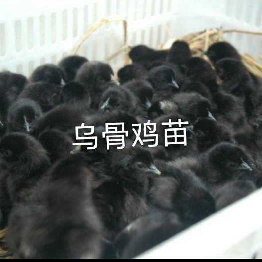 南宁乌骨鸡苗 统货