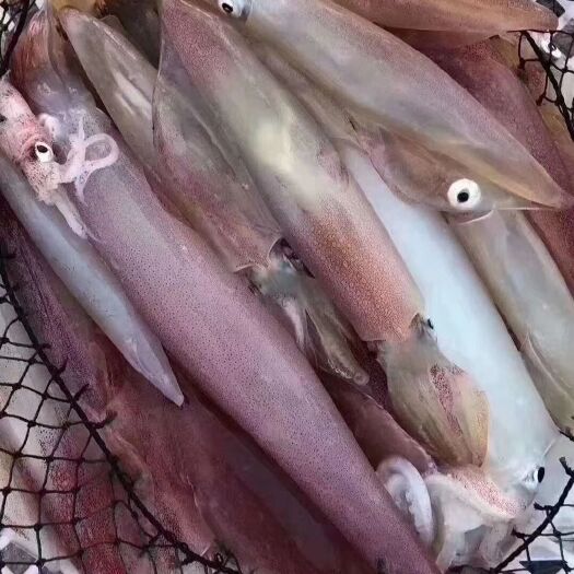 泉州深海海鲜 冷冻水产