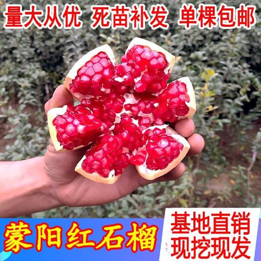 平邑县突尼斯软籽石榴树苗 突尼斯软籽石榴一级大果豫河阴软子水果新鲜包邮当季红无籽石榴王