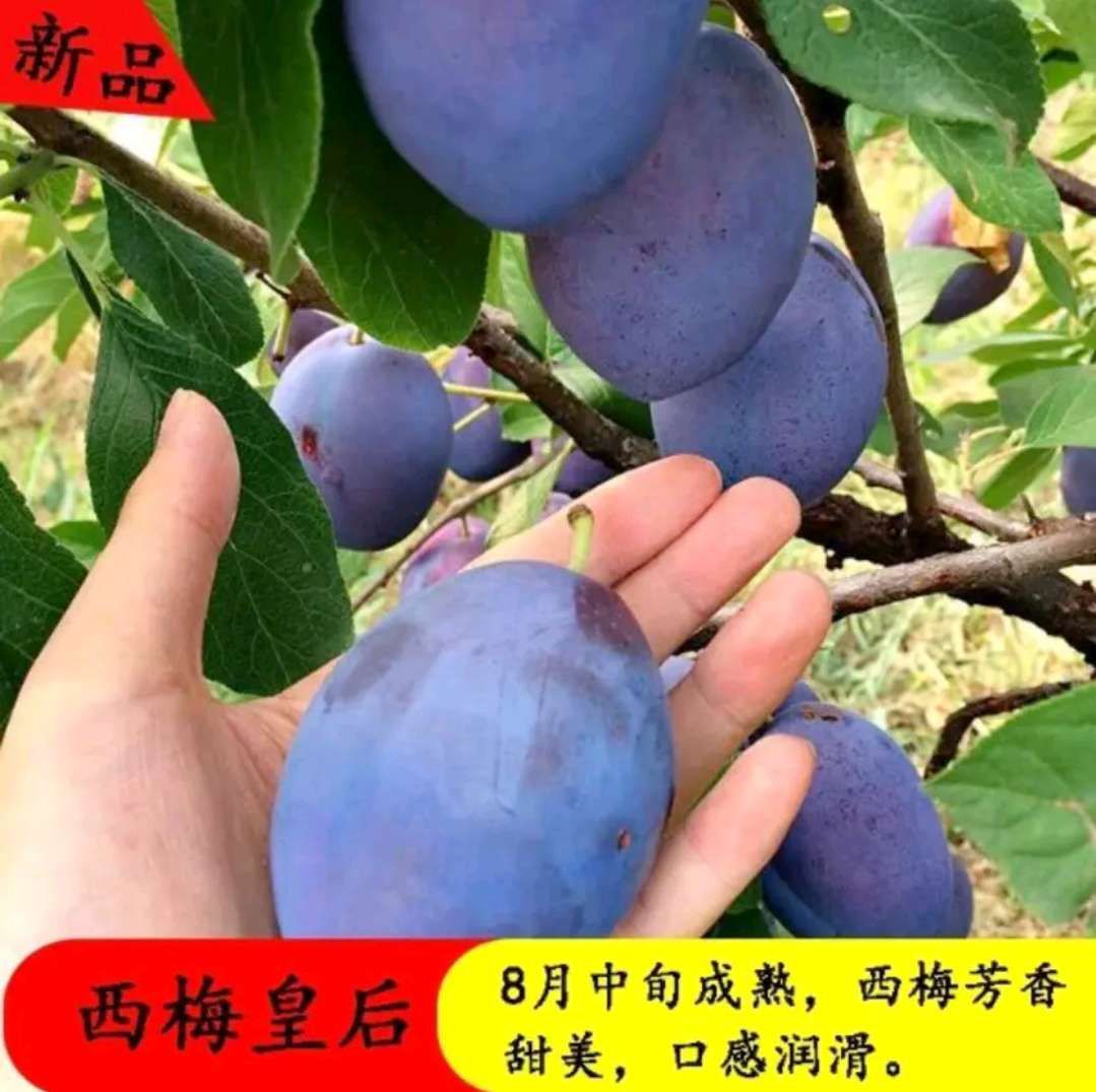 胭脂李树苗 西梅李树苗  嫁接苗  口感好 产量高 基地直供 保证成活率