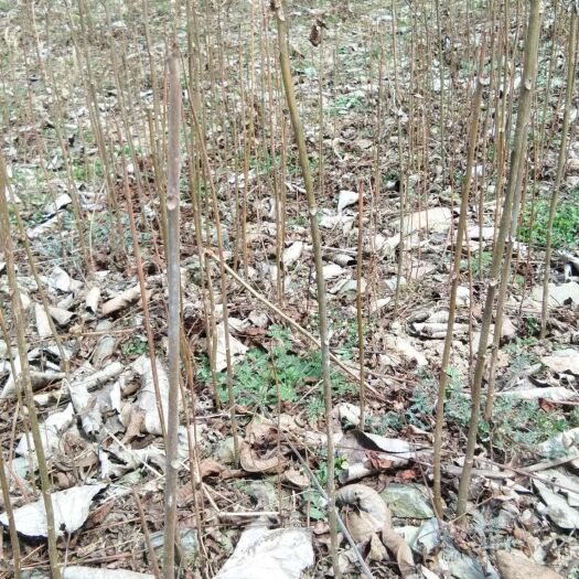 陇南红香椿苗 2~4公分