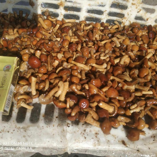 南岔县滑子菇 人工种植 鲜货