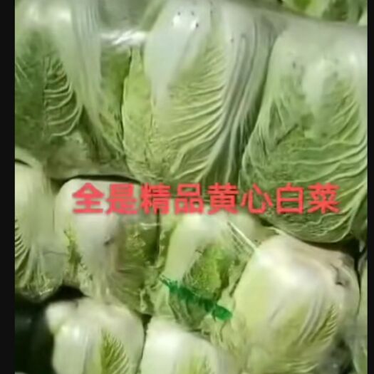 聊城白菜