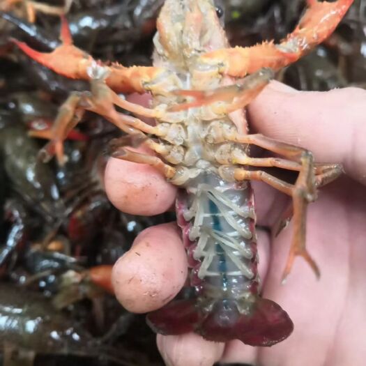 潜江市潜江小龙虾 鲜活龙虾