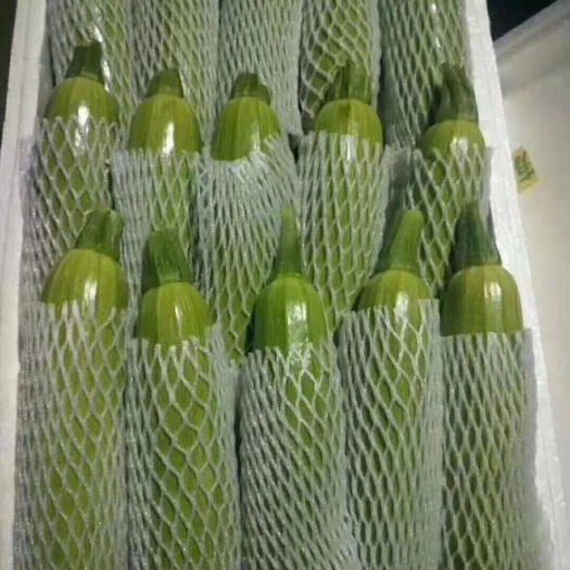 寿光市绿皮西葫芦  寿光蔬菜【祥佳蔬菜合作社】精品西葫芦