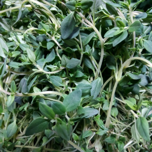 北京地皮菜 新鲜西餐蔬菜 香草香料 百里香