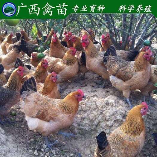 南宁红瑶鸡苗 红瑶鸡