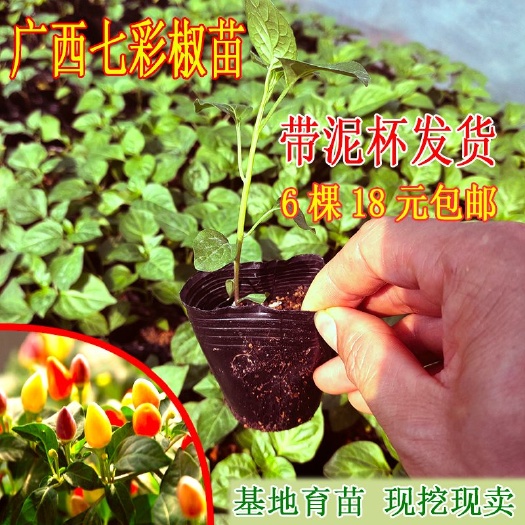 彩椒苗  广西七彩辣椒苗五彩辣椒苗泡椒苗阳台盆栽辣椒种子