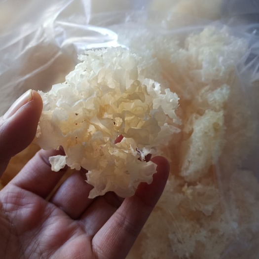 通江县 通江银耳雪耳白木耳