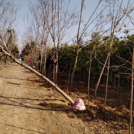 太康县北栾树 以诚信为本，质量求生存，达到客户的认可与信任！