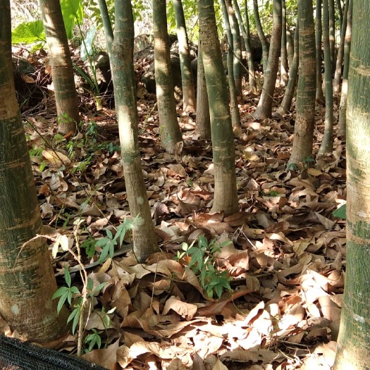 遂溪县发财树