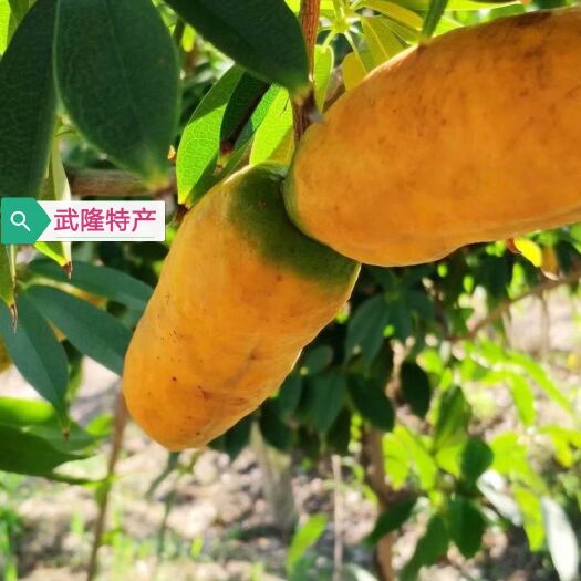 重庆市八月瓜苗 九月瓜树苗 黄蜡瓜苗 九月瓜树苗 五叶木通苗