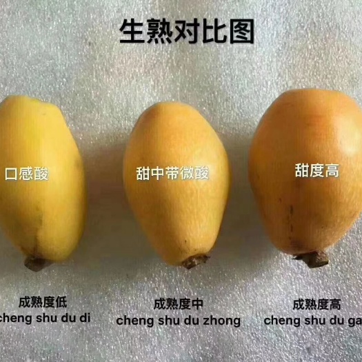 云霄县 云霄枇杷