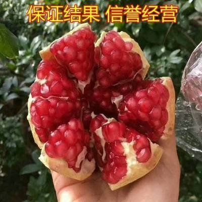 蒙阳红石榴苗 品种保真 可签合同  3棵就包邮！