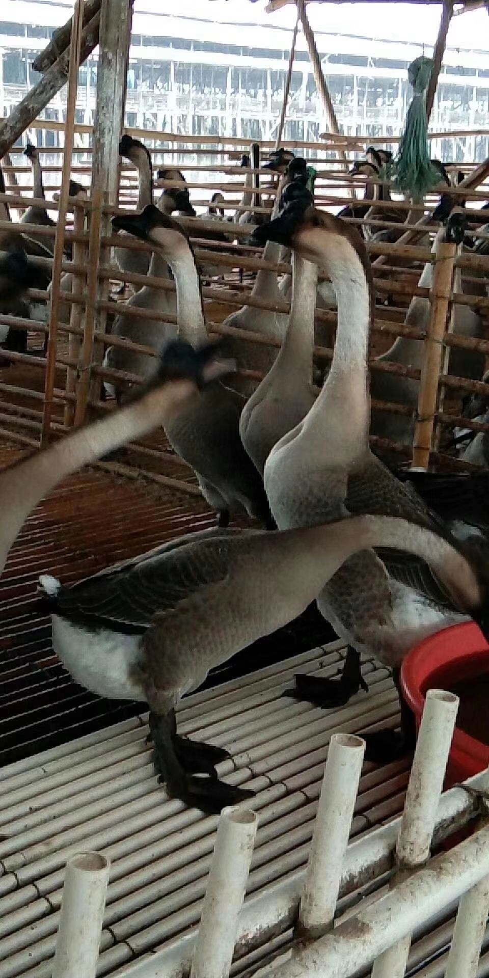 广东黑棕鹅100龄肉鹅做广式烧鹅、焖鹅、火焰鹅