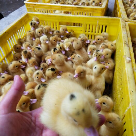 南宁 一点头鸭苗