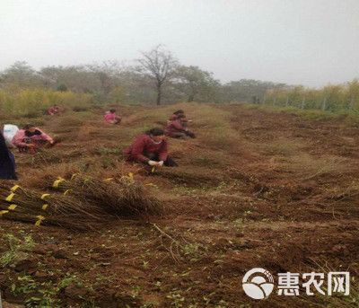 蒙阳红石榴苗 品种保真 可签合同  3棵就包邮！