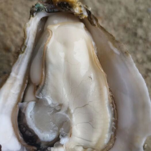遂溪县湛江牡蛎 湛江本地生蚝肥美又实惠，食到返寻味