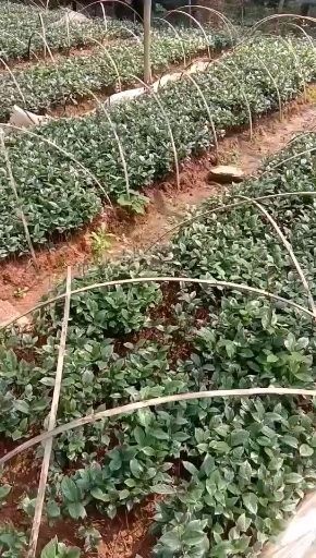 德庆县良种，高产，巴戟天种苗，亩产八万不是梦