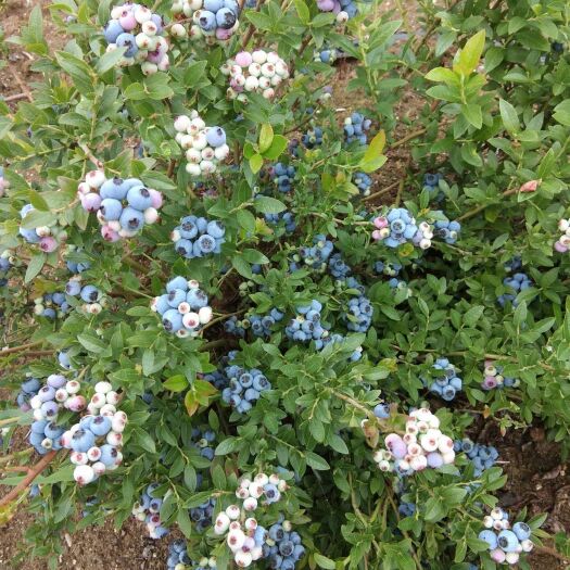 蛟河市矮丛蓝莓苗  矮丛蓝莓，旺果期蓝莓树