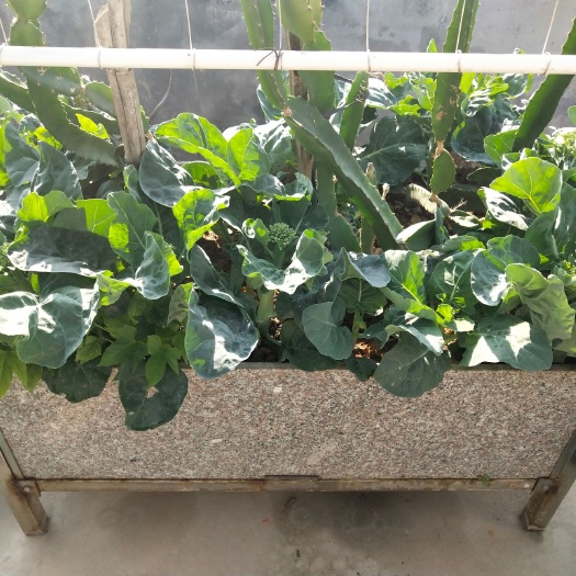 东莞市生态园林 屋顶菜园