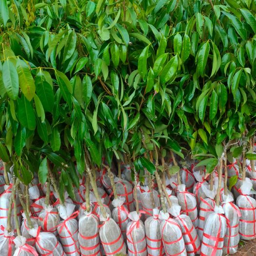 灵山县荔枝实生苗 无核荔枝果苗