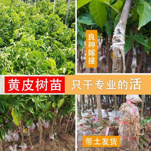 灵山县黑黄皮果苗  当年种植当年开花结果
