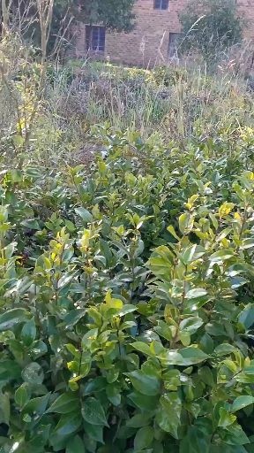 资兴市 大小山茶花小苗供应